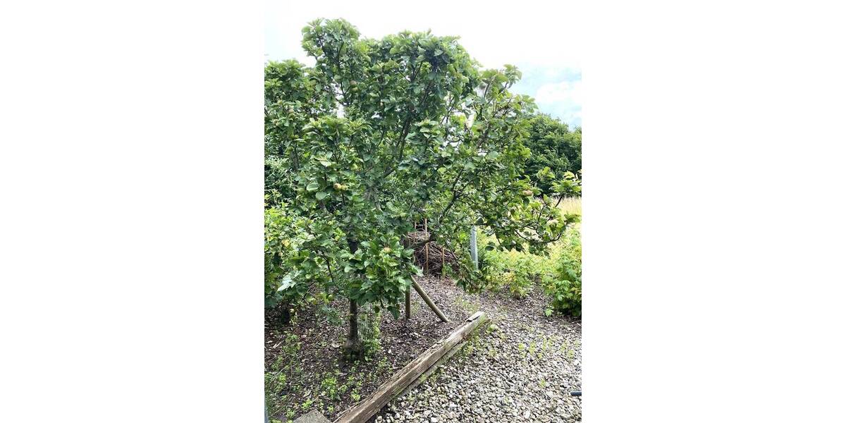 Mehrfamilienhaus, Wohnhaus Kropp - 4 Zimmer, 107 m&sup2;, 295.000&euro; | Angebot:25779160