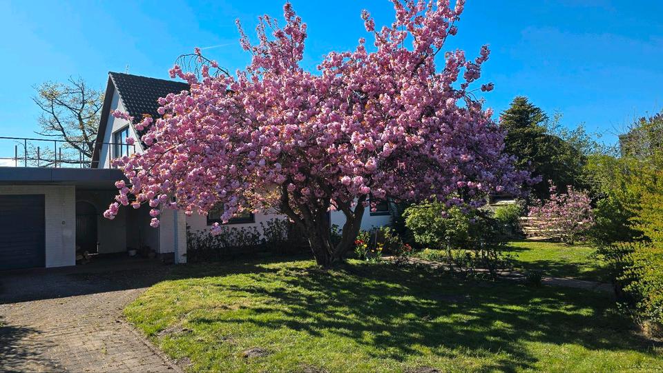 Einfamilienhaus Fahrdorf - 8 Zimmer, 230 m&sup2;, 499.999&euro; | Angebot:22928988