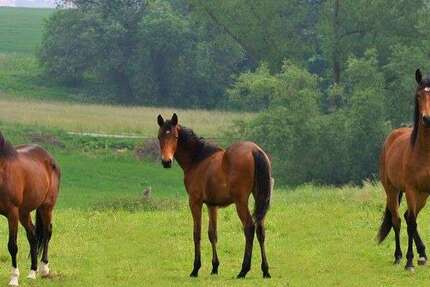 Sonstige Eckernförde - 4.800.000&euro; | Angebot:19218635