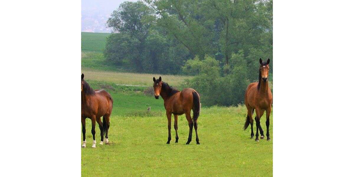 Sonstige Eckernförde - 4.800.000&euro; | Angebot:19218635