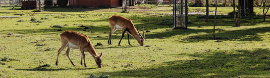 Tierpark Gettorf Schleswig-Holstein Rendsburg Tiere Natur Familie