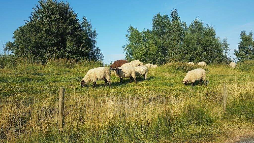 Garagen / Stellplätze Tielenhemme - 269.000&euro; | Angebot:25695173