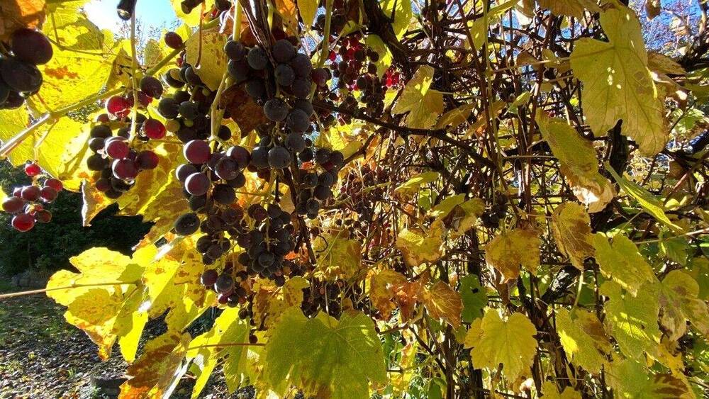 Mehrfamilienhaus, Wohnhaus Dollerup Tiefengruft - 1 Zimmer, 307 m&sup2;, 749.000&euro; | Angebot:25663338