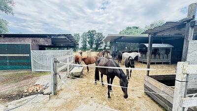 RESTHOF AM REITERHOF - Einfamilienhaus Oldersbek | Angebot:26421150