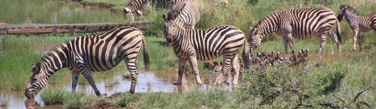 Tierpark Arche Warder Schleswig-Holstein seltene Haustiere Natur Familie